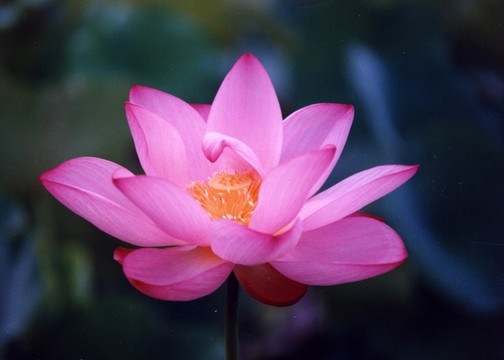荷花園