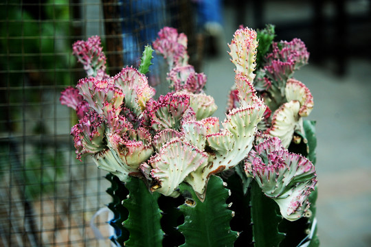 仙人花 花卉