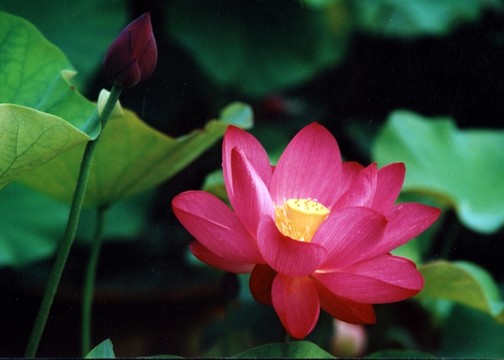 荷花