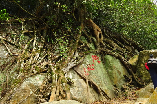 榕樹根
