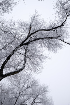 樹(shù)