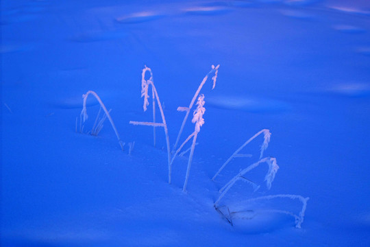 雪地茅草