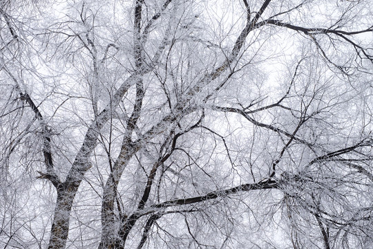 樹林