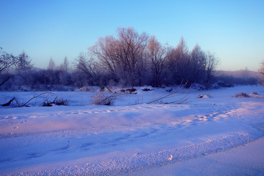 雪原樹林朝陽