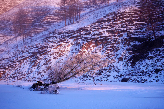 朝陽照耀雪原樹林