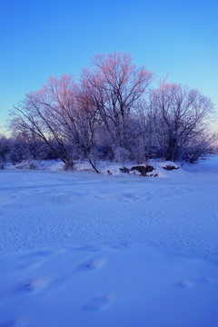 林海雪原樹林
