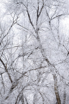 雪景