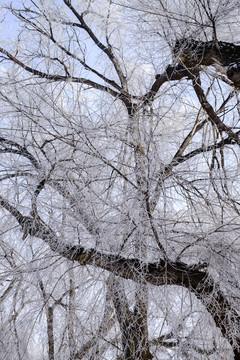 北方的雪