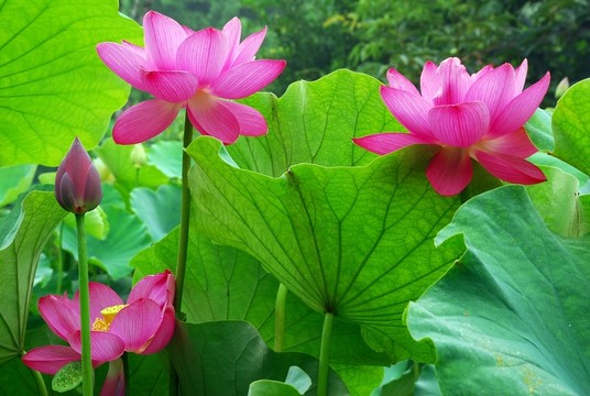 荷花