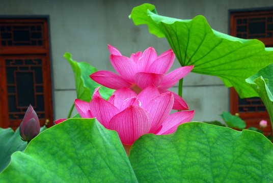紅花綠葉 荷花池