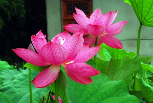 高清荷花