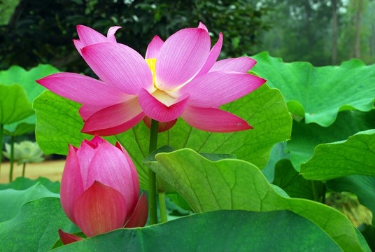 高清荷花