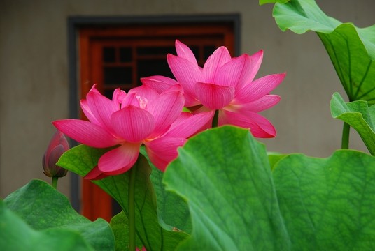 高清荷花