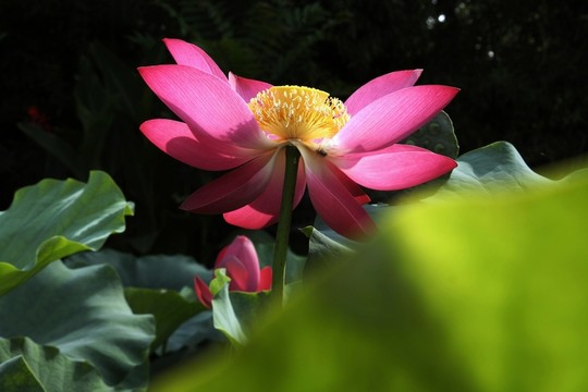 高清荷花