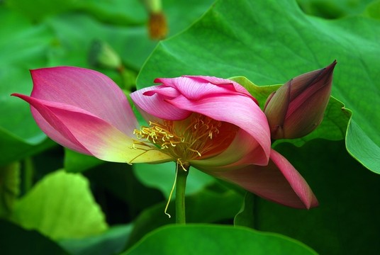 高清荷花