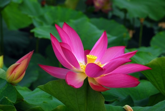 高清荷花