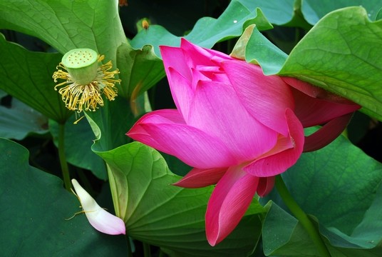 蓮花 蓮蓬