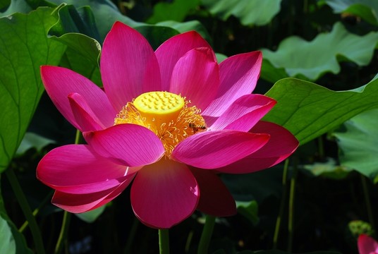 荷花高清