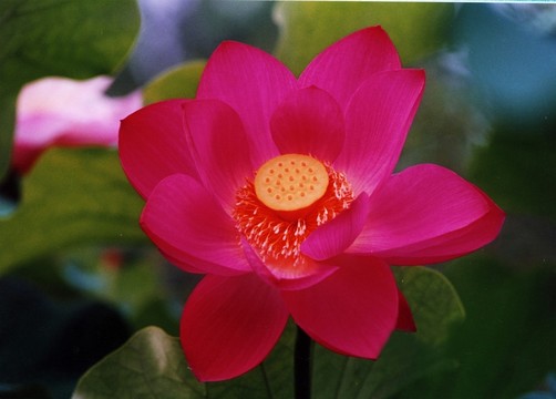荷花