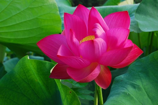 高清荷花