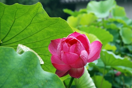 高清荷花