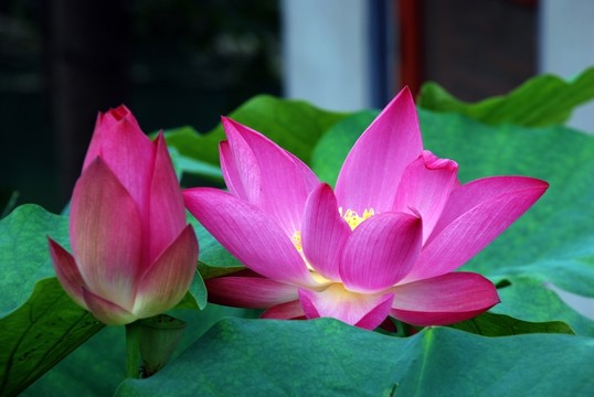 高清荷花