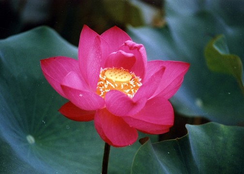 高清荷花