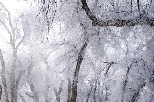 雪景
