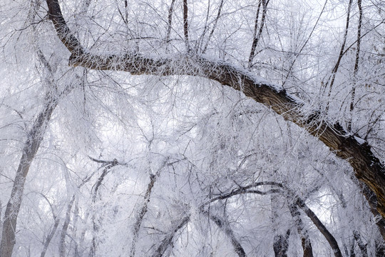 雪景