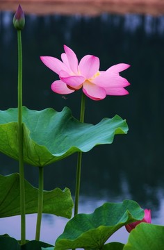 荷花特寫(xiě)