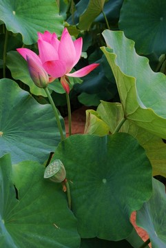 荷花園