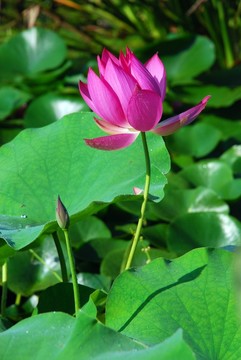 紅花綠葉
