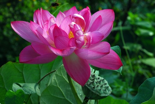紅荷花