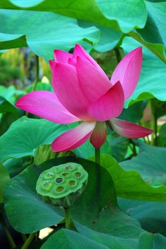 紅荷花