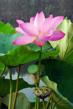 紅荷花