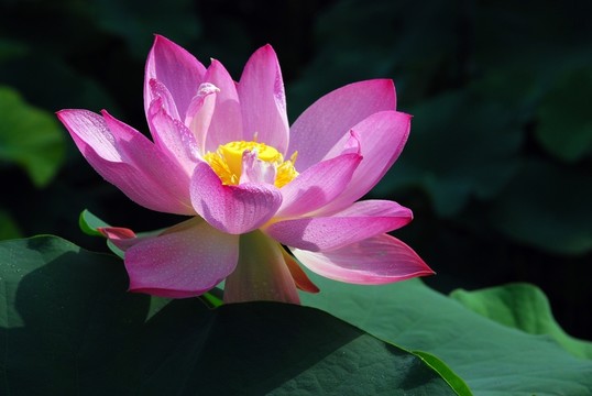 高清荷花