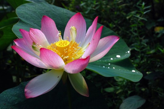 荷花特寫