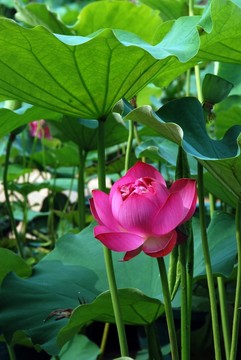 蓮花