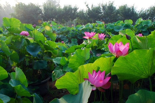 荷花園 荷花池