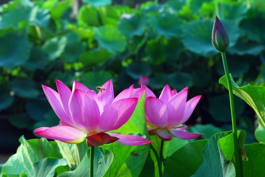 荷花