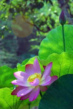 荷花園