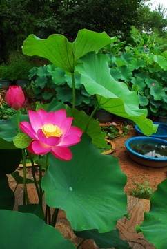 高清荷花