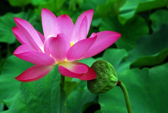 高清荷花