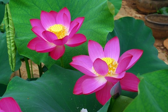 高清荷花