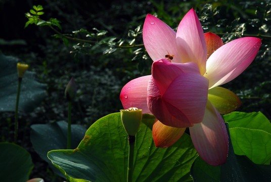 荷花