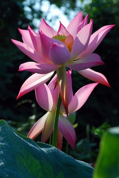 逆光荷花