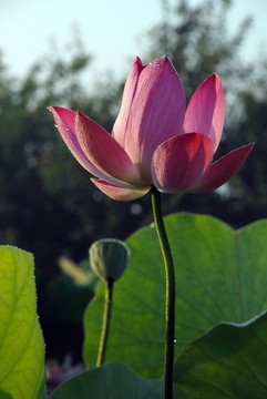 荷花