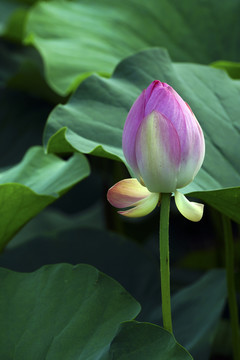 清新荷花