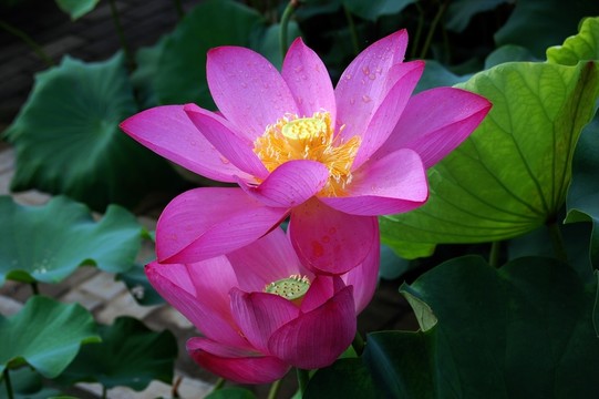荷花 荷葉 花蕊 花蕾 園藝
