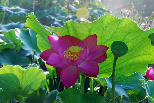 荷花 荷葉 花蕊 花蕾 園藝